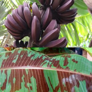 Dwarf Red Banana - Edible Red Banana - Sumatrana “X” Cross Banana