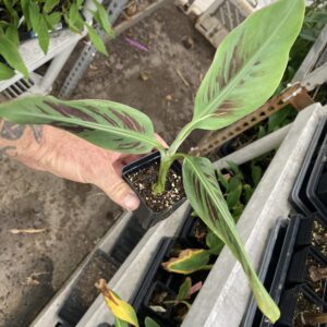 Dwarf Red Banana - Edible Red Banana - Sumatrana “X” Cross Banana