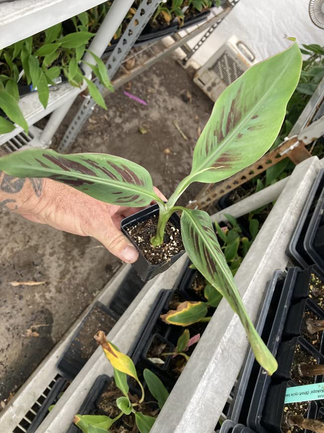 Dwarf Red Banana - Edible Red Banana - Sumatrana “X” Cross Banana