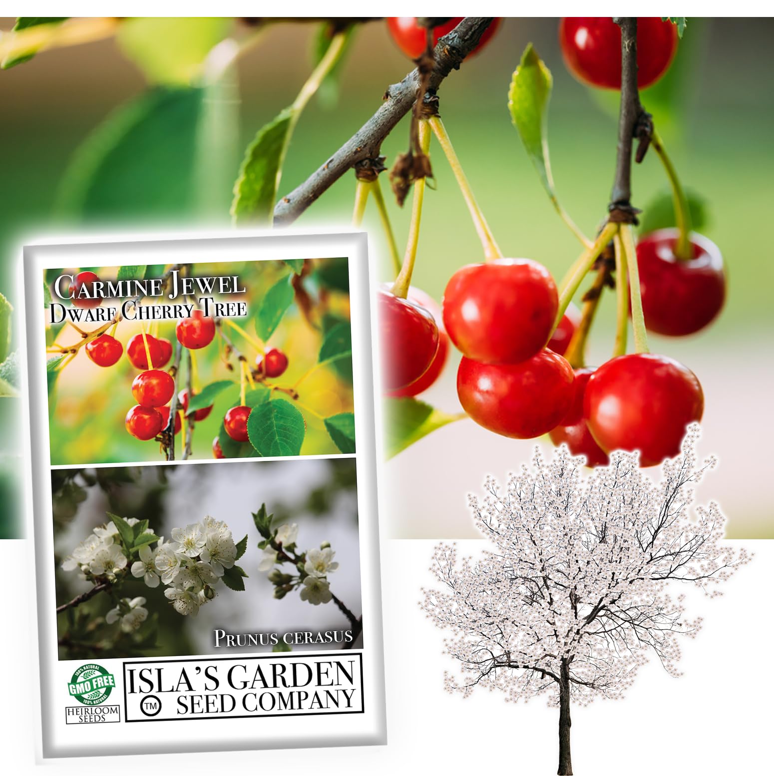 "Carmine Jewel" Dwarf Cherry Fruit Tree Seeds, 20 Seeds Per Packet, (Isla's Garden Seeds), Non GMO & Heirloom Seeds, Botanical Name: Prunus avium, Great Home Garden Gift