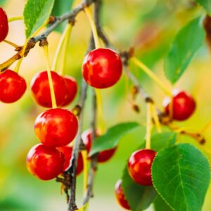 "Carmine Jewel" Dwarf Cherry Fruit Tree Seeds, 20 Seeds Per Packet, (Isla's Garden Seeds), Non GMO & Heirloom Seeds, Botanical Name: Prunus avium, Great Home Garden Gift