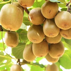 Red Flesh Kiwi Fruit Live Plants Chinese Gooseberry Actinidia chinensis - Height 12 inch for Yards and Garden Decoration