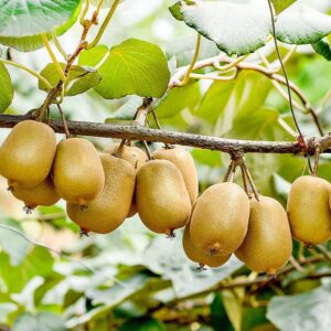 Red Flesh Kiwi Fruit Live Plants Chinese Gooseberry Actinidia chinensis - Height 12 inch for Yards and Garden Decoration