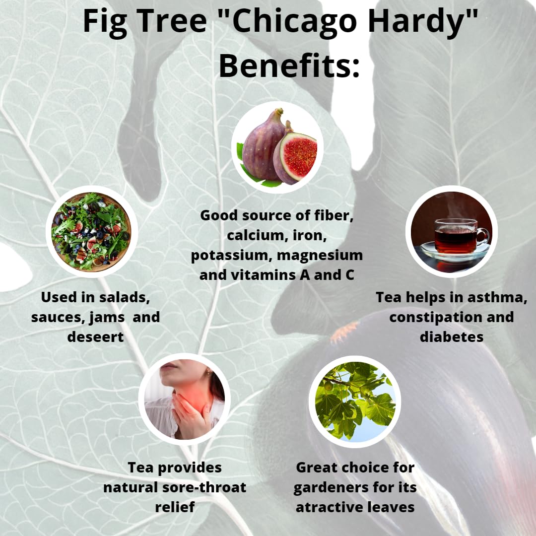 Fig Tree "Chicago Hardy" Set of 4 starter plants