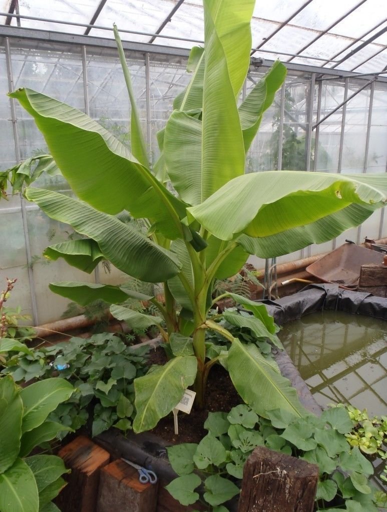 Musa Dwarf Cavendish Banana Tree Fruit Plants Live for Planting