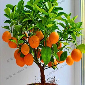 Unknown Fruit Seed Dwarf Standing Orange Tree Flores Indoor Plant in Pot Garden Decoration Plant Kumquat plantas Tangerine Ci