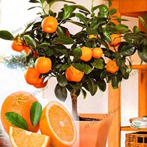 Unknown Fruit Seed Dwarf Standing Orange Tree Flores Indoor Plant in Pot Garden Decoration Plant Kumquat plantas Tangerine Ci