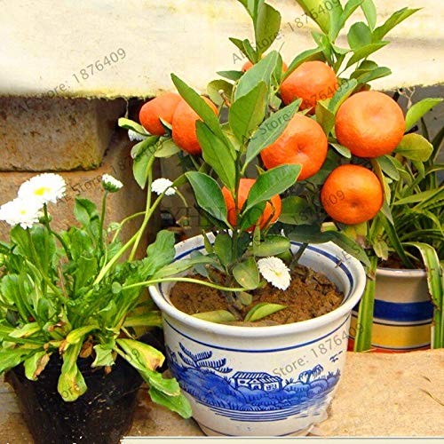 Unknown Fruit Seed Dwarf Standing Orange Tree Flores Indoor Plant in Pot Garden Decoration Plant Kumquat plantas Tangerine Ci