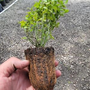 (1) - Top Hat Dwarf Blueberry - Starter Plant (8m)