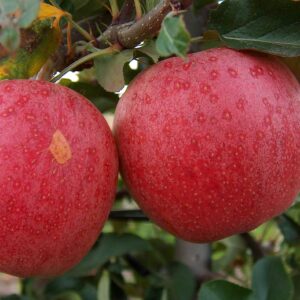 Gala Apple Tree - Grow Fresh Fruit - Live Plant Shipped 1 to 2 Feet Tall by DAS Farms