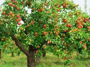 Gala Apple Tree - Grow Fresh Fruit - Live Plant Shipped 1 to 2 Feet Tall by DAS Farms