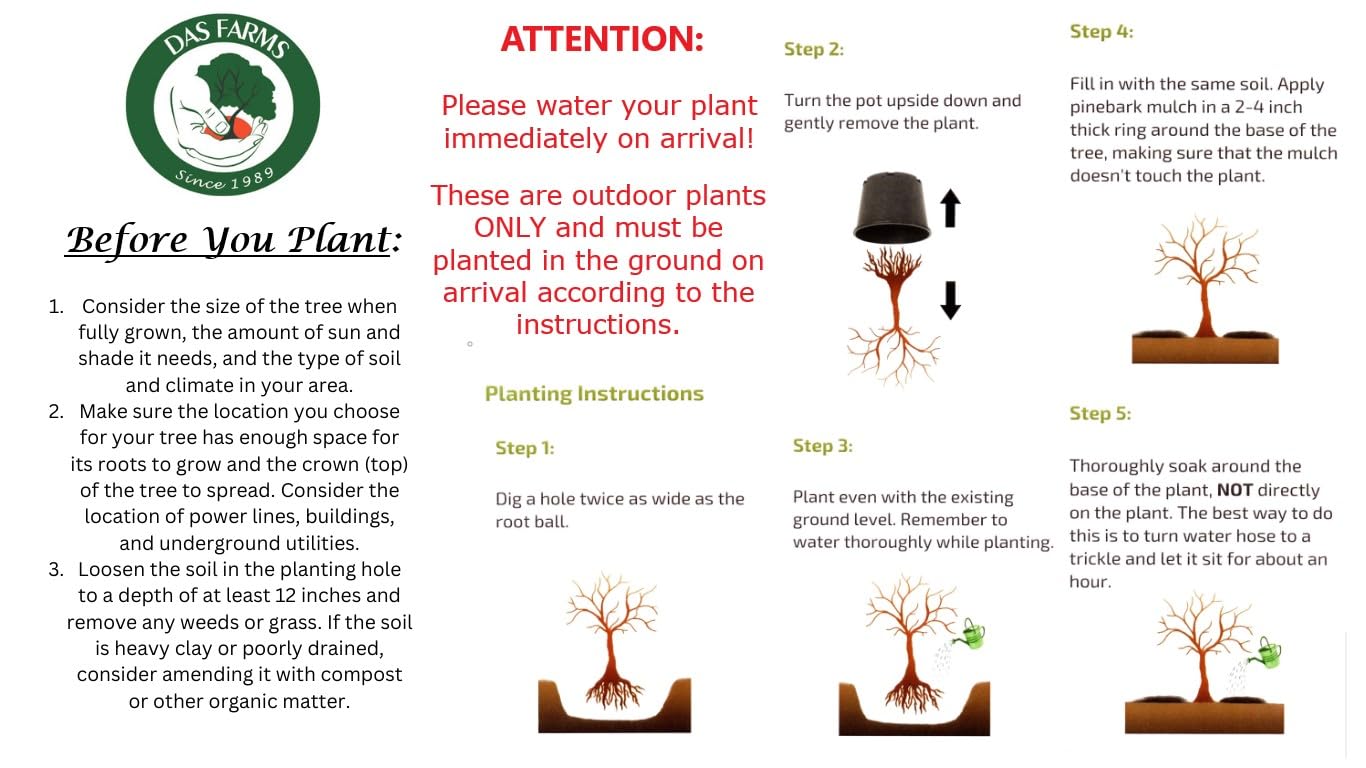 Gala Apple Tree - Grow Fresh Fruit - Live Plant Shipped 1 to 2 Feet Tall by DAS Farms