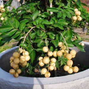 dwarf longan seeds evergreen tree small, round, sweet and juicy fruit bonsai container outdoor 5pcs fruit tree seeds by yegaol garden