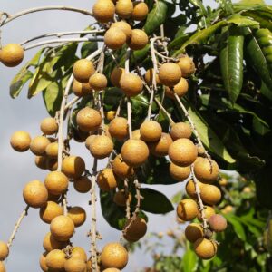 Dwarf Longan Seeds Evergreen Tree Small, Round, Sweet and Juicy Fruit Bonsai Container Outdoor 5Pcs Fruit Tree Seeds by YEGAOL Garden