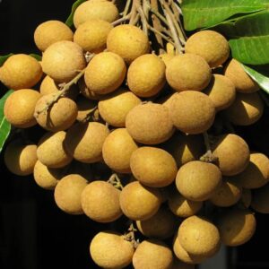 Dwarf Longan Seeds Evergreen Tree Small, Round, Sweet and Juicy Fruit Bonsai Container Outdoor 5Pcs Fruit Tree Seeds by YEGAOL Garden