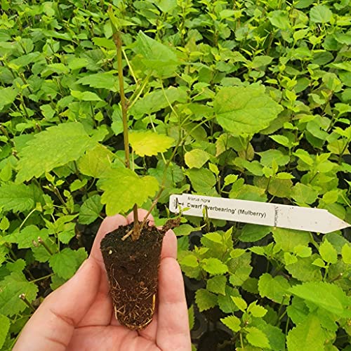 Mulberry "Dwarf Everbearing" Live Tree for Sale (4 Pack) | Easy to grow plants | Edible fruit plant for sustainable living | Grow your own food on your edible organic garden| Live for planting| 3-7 in