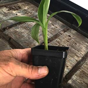 Grand Nain Chiquita Banana Tree - Live Dwarf Banana Plant