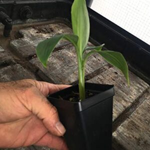 Grand Nain Chiquita Banana Tree - Live Dwarf Banana Plant