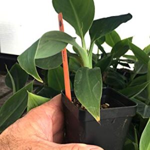 Grand Nain Chiquita Banana Tree - Live Dwarf Banana Plant