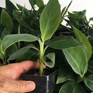 Grand Nain Chiquita Banana Tree - Live Dwarf Banana Plant