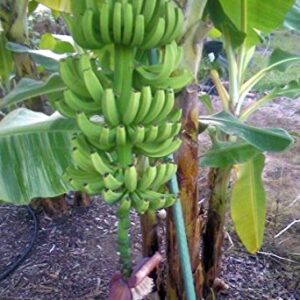 Grand Nain Chiquita Banana Tree - Live Dwarf Banana Plant