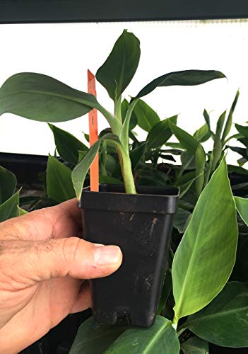 Grand Nain Chiquita Banana Tree - Live Dwarf Banana Plant