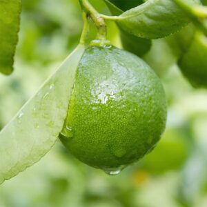 qauzuy garden 70 key lime seeds, mexican acid lime, west indian lime seeds - non-gmo fruit seeds - perennial tropical exotic fruit tree - high yield & tasty & easy to grow