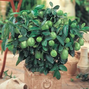 QAUZUY GARDEN 70 Key Lime Seeds, Mexican Acid Lime, West Indian Lime Seeds - Non-GMO Fruit Seeds - Perennial Tropical Exotic Fruit Tree - High Yield & Tasty & Easy to Grow