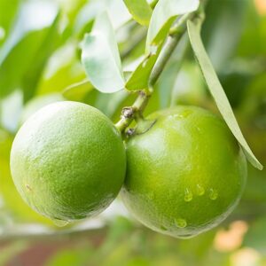 QAUZUY GARDEN 70 Key Lime Seeds, Mexican Acid Lime, West Indian Lime Seeds - Non-GMO Fruit Seeds - Perennial Tropical Exotic Fruit Tree - High Yield & Tasty & Easy to Grow