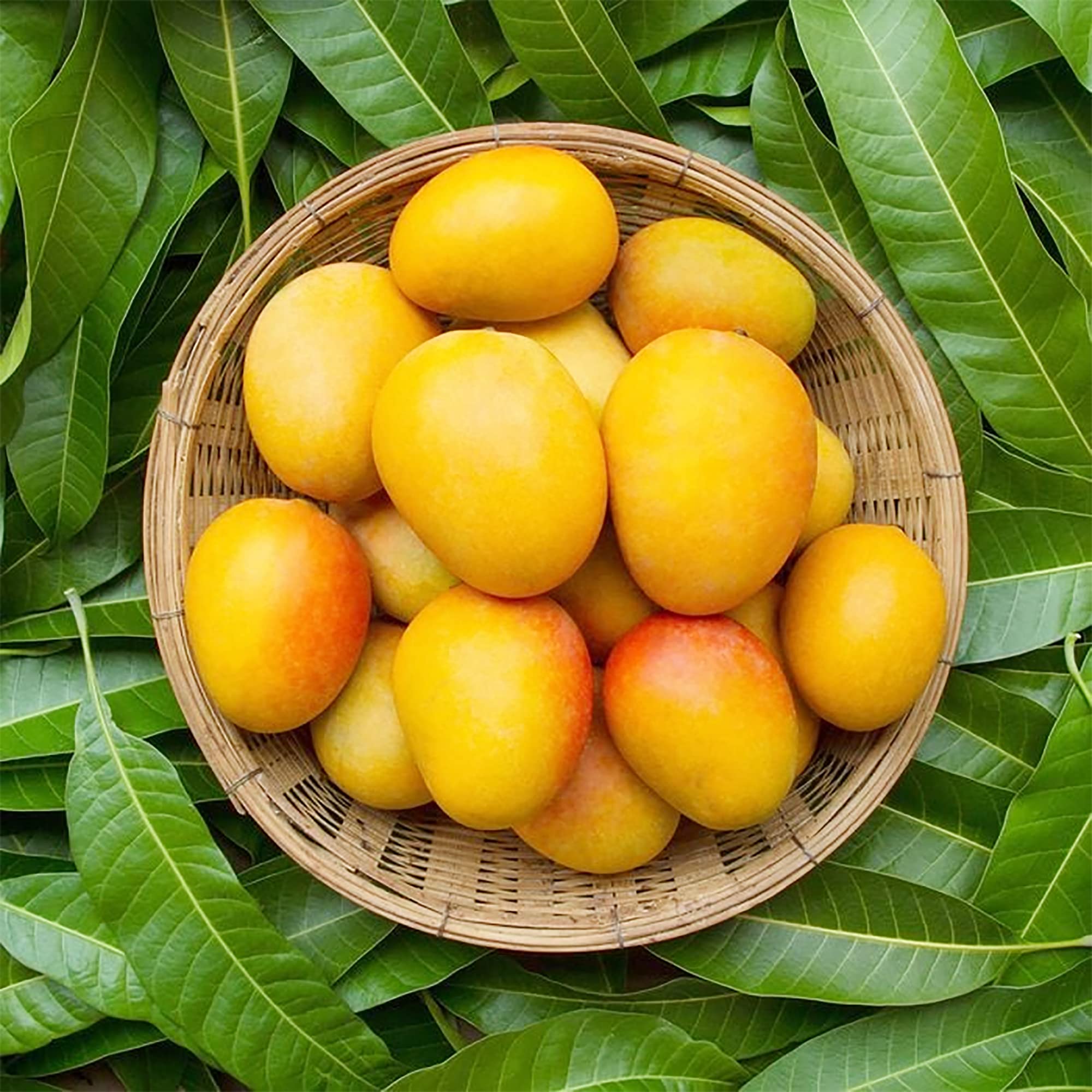 QAUZUY GARDEN 2 Mango Mangifera Indica Seeds Sweet Juicy Fruit Tasty Organic Non-GMO Heirloom Fruit Seeds to Plant Home Garden Grow Your Own Delicious Fruit Plant