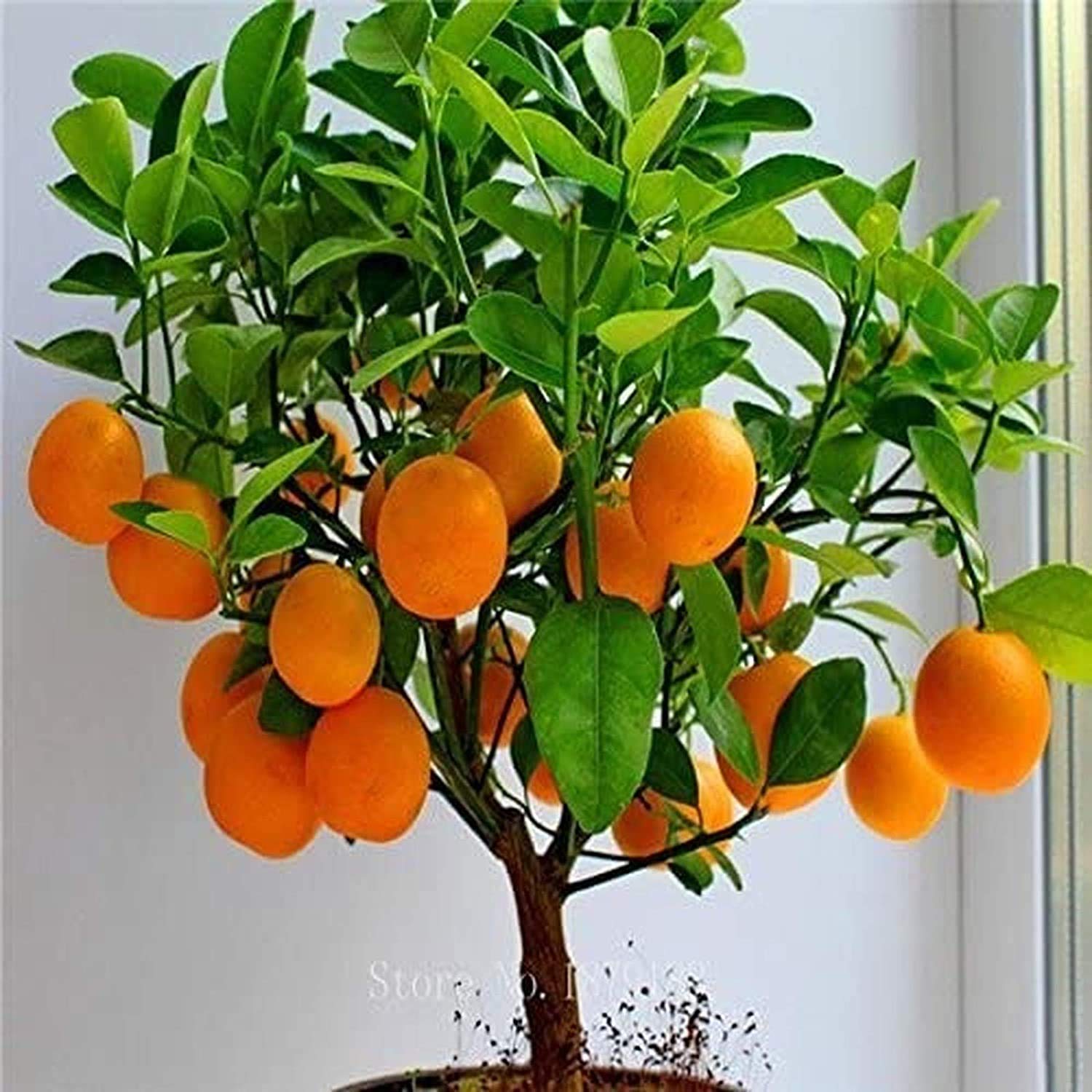 Bonsai Orange Tree Seeds, 20 Seeds,Grow a Delicious Fruit Bearing Bonsai Tree