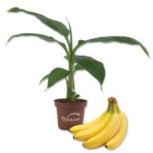 banana tree - live plant in a 4 inch growers pot - grower's choice based availability - edible fruit bearing tree for the patio and garden