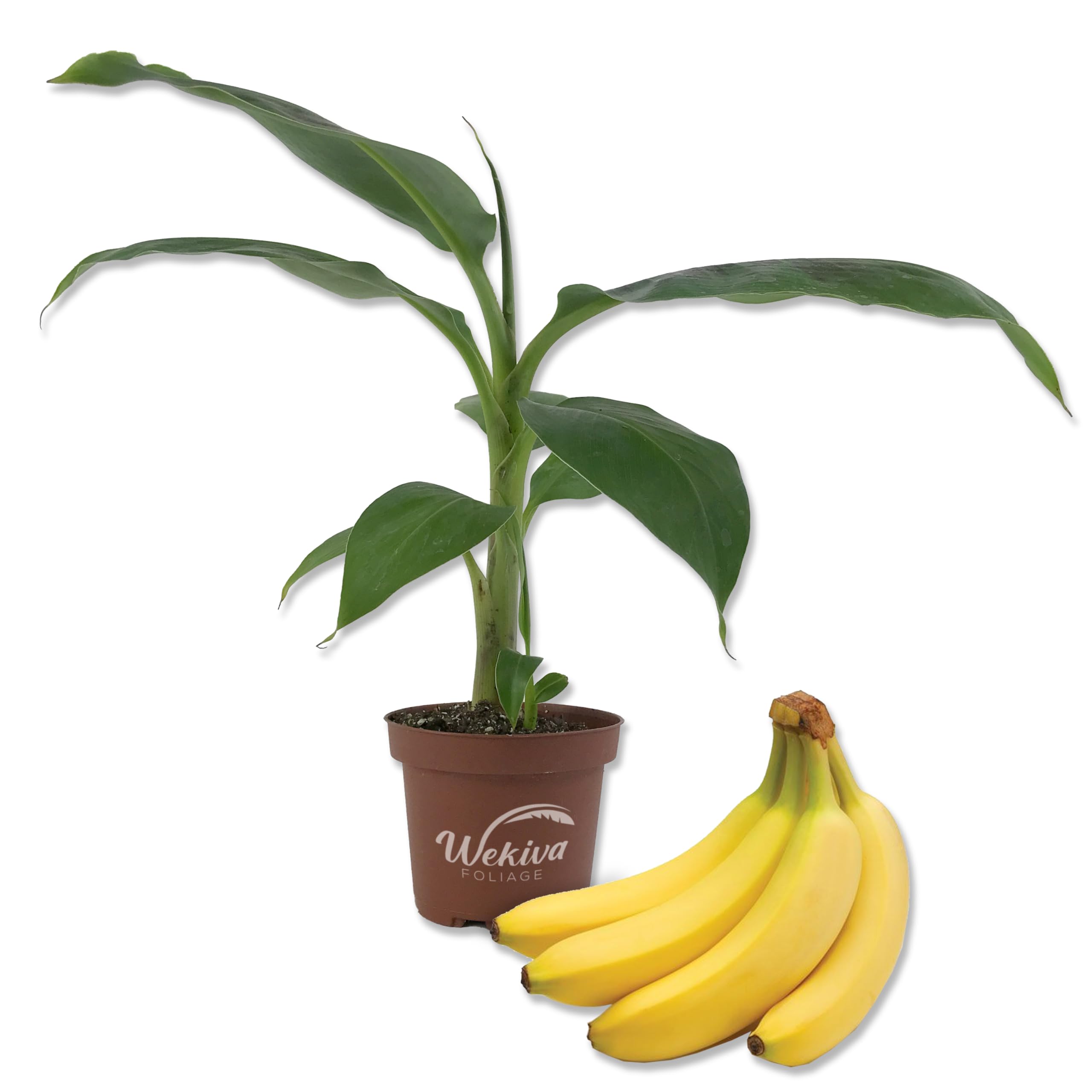 Banana Tree - Live Plant in a 4 Inch Growers Pot - Grower's Choice Based Availability - Edible Fruit Bearing Tree for The Patio and Garden