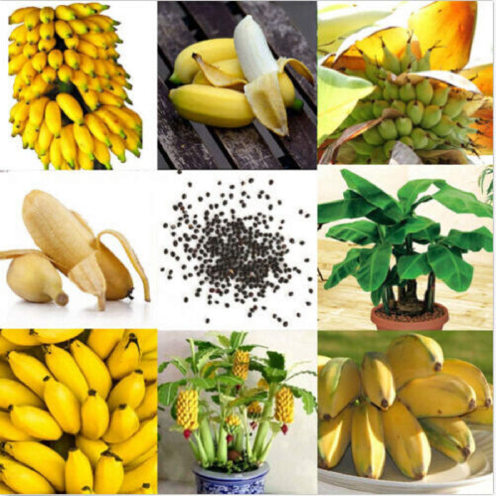 100pcs Dwarf Banana Seeds Bonsai Tree Tropical Fruit Seeds