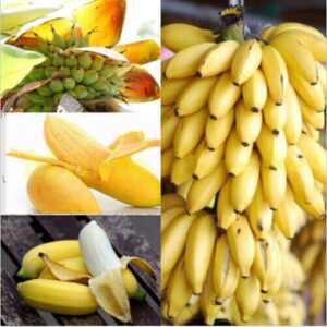 100pcs Dwarf Banana Seeds Bonsai Tree Tropical Fruit Seeds