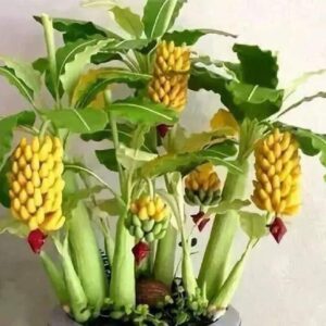 100pcs Dwarf Banana Seeds Bonsai Tree Tropical Fruit Seeds