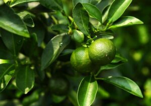 dwarf lime tree seeds for planting - 30 pcs seeds