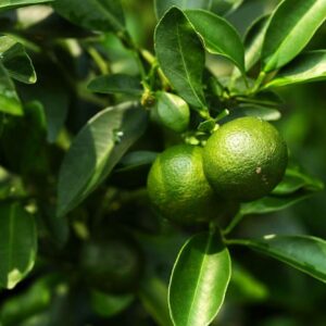 Dwarf Lime Tree Seeds for Planting - 30 Pcs Seeds