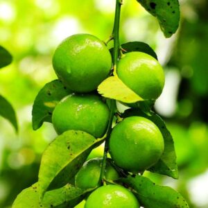 Dwarf Lime Tree Seeds for Planting - 30 Pcs Seeds