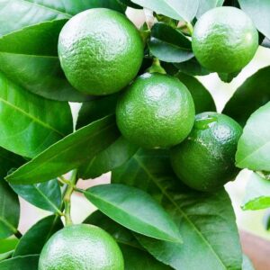 Dwarf Lime Tree Seeds for Planting - 30 Pcs Seeds