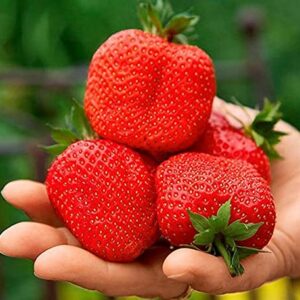 CEMEHA SEEDS - Giant Strawberry Fresca Everbearing Berries Indoor Non GMO Fruits for Planting