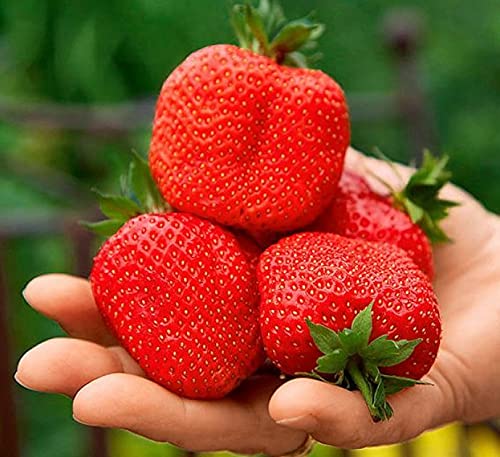 CEMEHA SEEDS - Giant Strawberry Fresca Everbearing Berries Indoor Non GMO Fruits for Planting