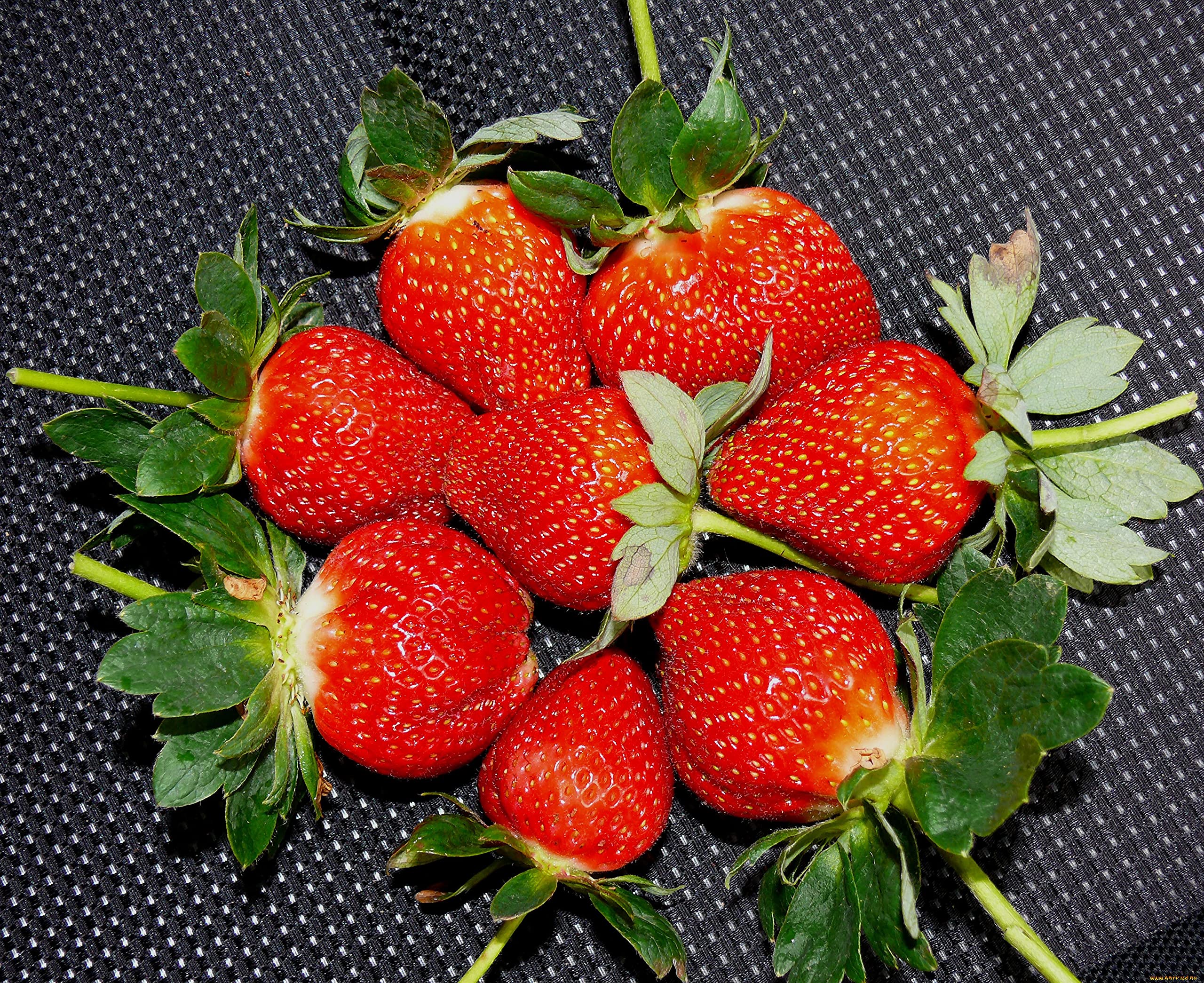 CEMEHA SEEDS - Giant Strawberry Fresca Everbearing Berries Indoor Non GMO Fruits for Planting