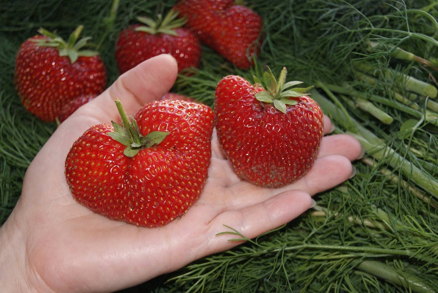 CEMEHA SEEDS - Giant Strawberry Fresca Everbearing Berries Indoor Non GMO Fruits for Planting