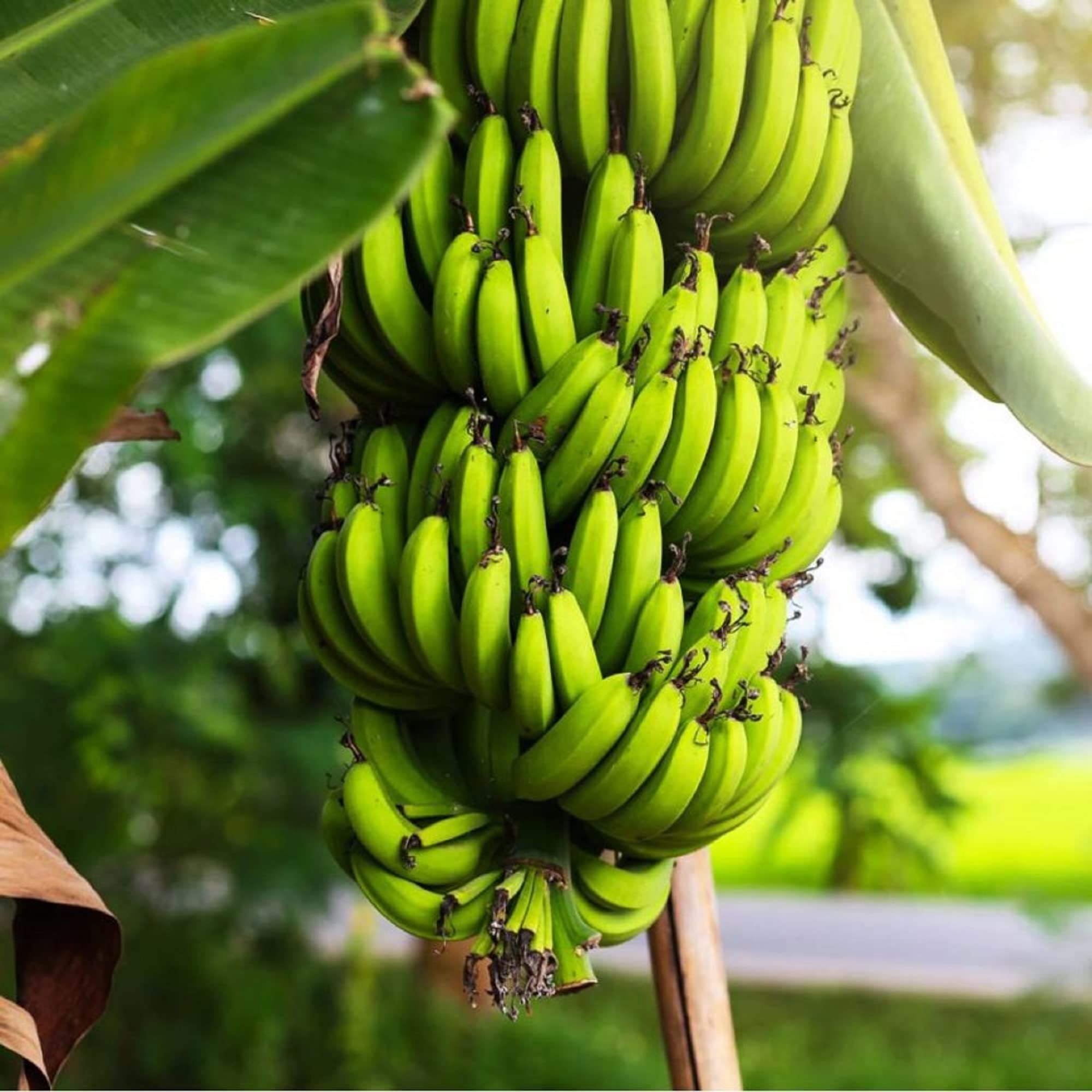 CHUXAY GARDEN Dwarf Cavendish Banana Seed 5 Seeds Tropical Plant Edible Sweet Fruit Rich in Vitamines Great for Garden