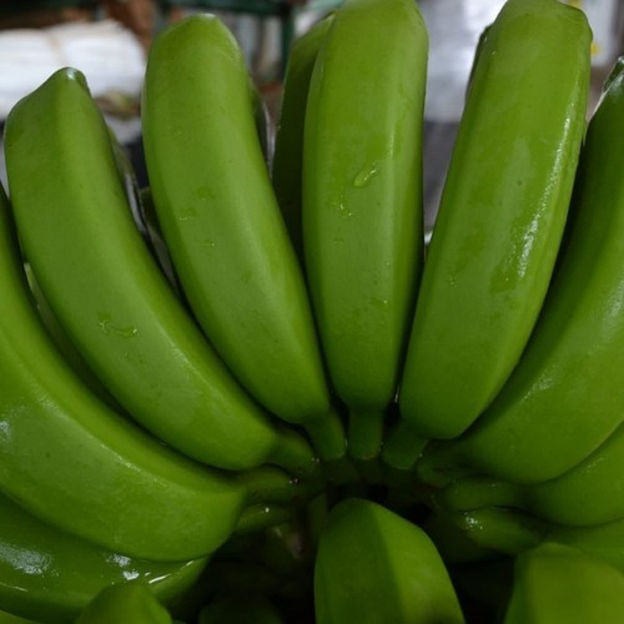 CHUXAY GARDEN Dwarf Cavendish Banana Seed 5 Seeds Tropical Plant Edible Sweet Fruit Rich in Vitamines Great for Garden