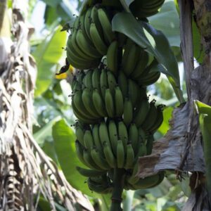 CHUXAY GARDEN Dwarf Cavendish Banana Seed 5 Seeds Tropical Plant Edible Sweet Fruit Rich in Vitamines Great for Garden