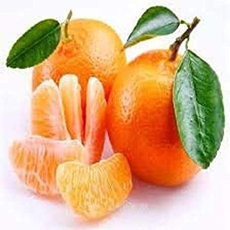 Fruit Seeds Orange Tree Seeds Dwarf Washington Navel Grow Indoors or Outdoors Non - GMO Easy to Grow Home Garden Plant - 30 Seeds