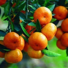 Fruit Seeds Orange Tree Seeds Dwarf Washington Navel Grow Indoors or Outdoors Non - GMO Easy to Grow Home Garden Plant - 30 Seeds