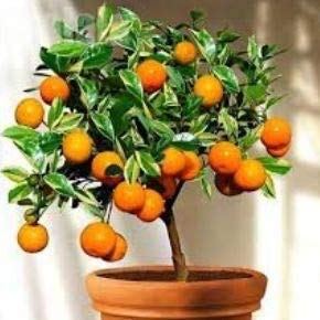 Fruit Seeds Orange Tree Seeds Dwarf Washington Navel Grow Indoors or Outdoors Non - GMO Easy to Grow Home Garden Plant - 30 Seeds